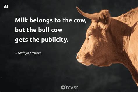 40 Cow Quotes about the Gentle Bovines