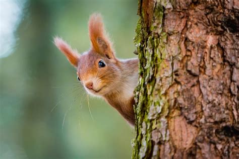 38+ Types of Squirrels - Field Guide (Names, Photos and More) - Outforia