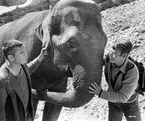 OLIVER REED WITH his elephant in Hannibal Brooks 1969 Historic Old ...