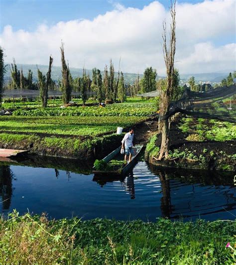 Chinampas: jardín milenario de la Ciudad de México - "La Jornada del Campo"