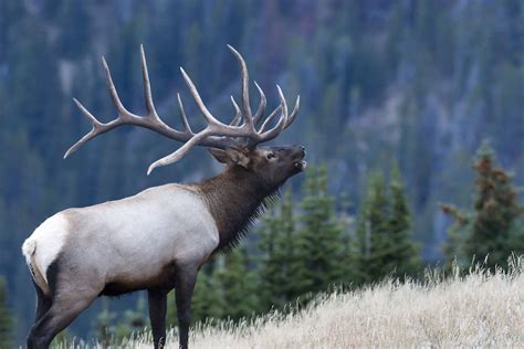 Pin by Arina AnimalLover on Bull elk | Bull elk, Elk bugle, Elk