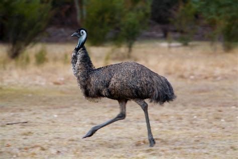 Running Emu | Flickr - Photo Sharing!