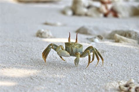 THE ENIGMATIC GHOST CRAB — Cousine Island, Seychelles