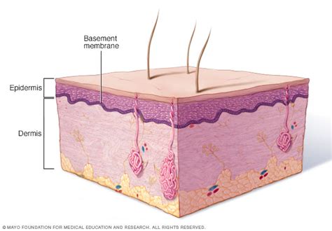 Epidermolysis bullosa Disease Reference Guide - Drugs.com