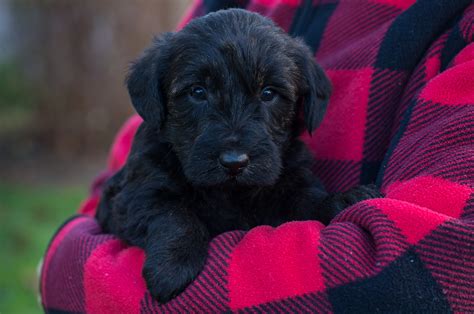 Scottie-Poo Puppies For Sale – Acorn Acres Puppies