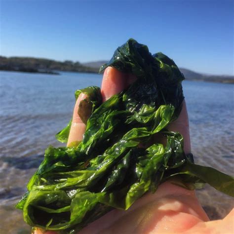 Sea Lettuce – Edibility, Identification, Distribution – Galloway Wild Foods