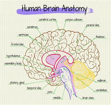 The Anatomy of the Human Brain Side View Stock Vector - Illustration of ...