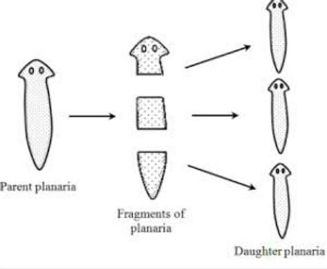 diagram for fragmentation in spirogyra - Brainly.in