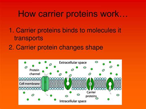 PPT - Chapter 5: Homeostasis and Transport PowerPoint Presentation ...