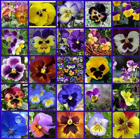 pansy colors | Pansies flowers, Pansies, Most beautiful flowers