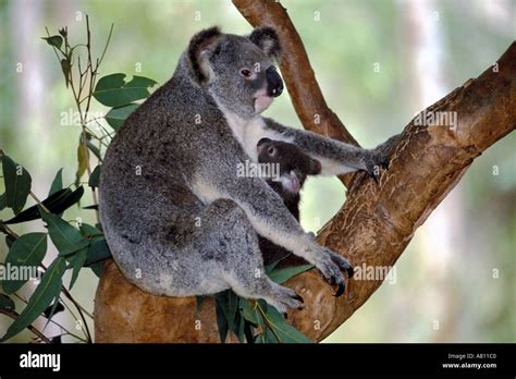 Australia Qld mother and baby koala Stock Photo - Alamy