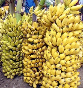 Indian banana prices soar | Article | Fruitnet