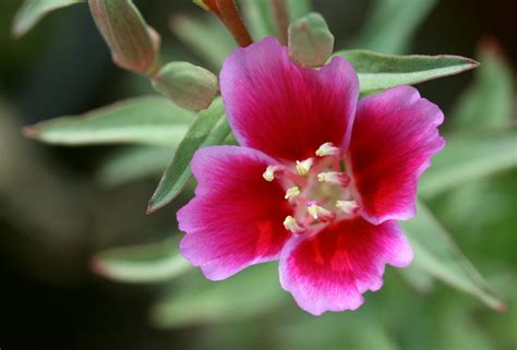 https://flic.kr/p/7zkNjy | Clarkia | In my garden I have grown a ...