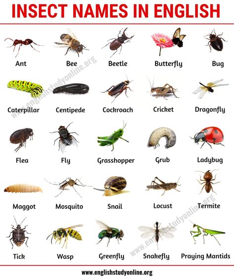 List of Insects: 25 Useful Insect Names with Pictures and Examples ...