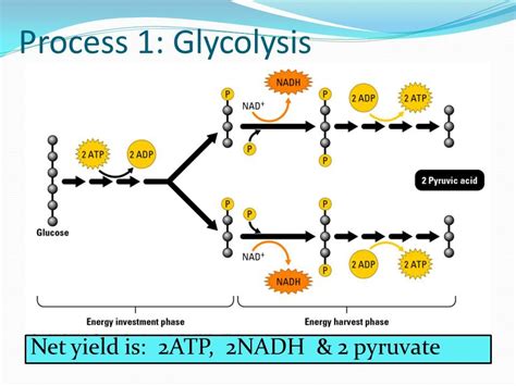 10 steps of glycolysis | Biology classroom, Photosynthesis worksheet ...