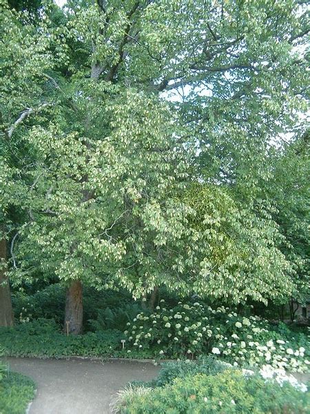 Ostrya virginiana (American Hop-hornbeam, Eastern Hop Hornbeam, Hop ...