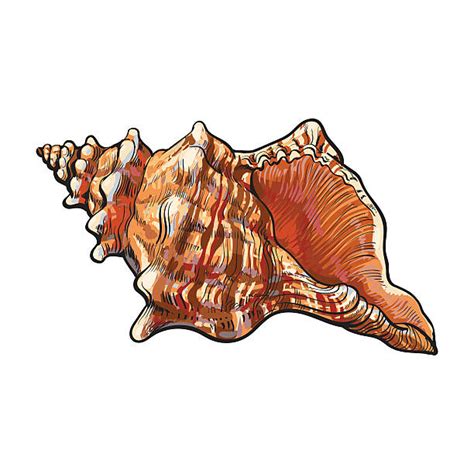 Royalty Free Conch Shell Clip Art, Vector Images & Illustrations - iStock