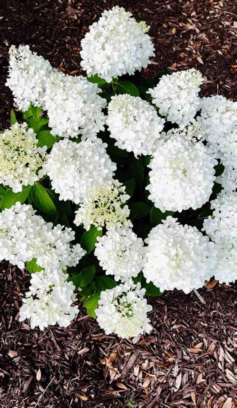 How to Care for White Wedding Hydrangeas - The Coastal Oak