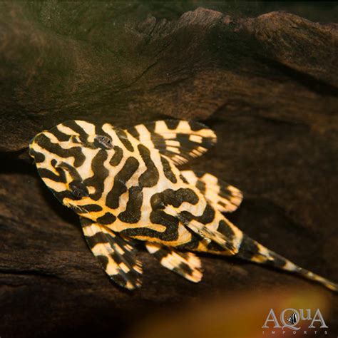 L134 Leopard Frog Pleco (Peckoltia compta) - Aqua Imports