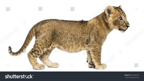 Side View Lion Cub Standing Looking Stock Photo 749364019 | Shutterstock