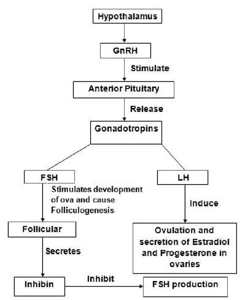 5 Hormonal Control of Oogenesis | Download Scientific Diagram