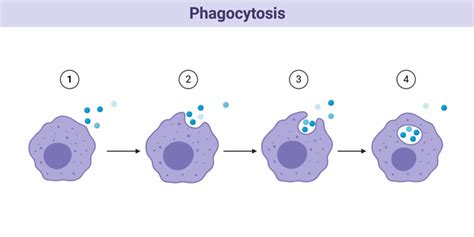 Endocytosis- Definition, Process and Types with Examples