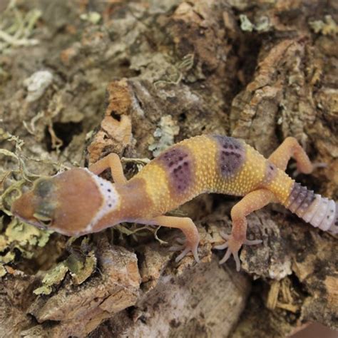 Leopard Gecko - Hatchlings - Eublepharis macularius - Evolution Reptiles