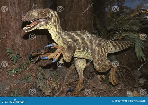 DEINONYCHUS ANTIRRHOPUS stock photo. Image of dinosaur - 169897194