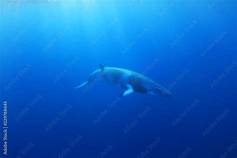 Dwarf minke whale Stock Photo | Adobe Stock