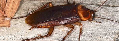 American Cockroach Identification | Discovering American Cockroaches In ...