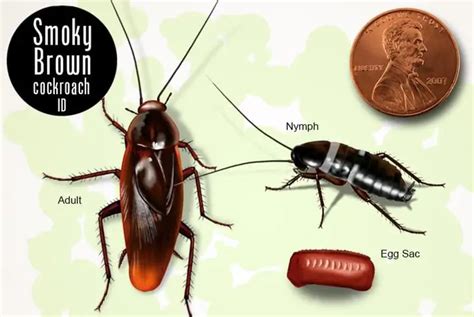 A Water Bug Identification Guide (with Pictures) - Cockroach Facts ...