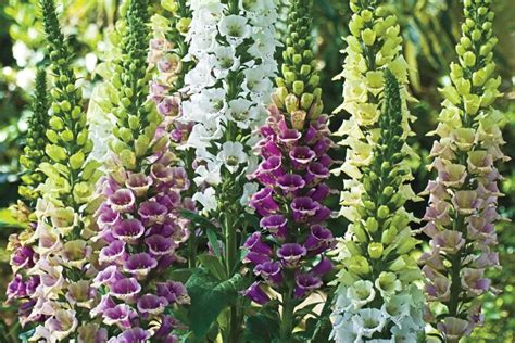 Foxglove Varieties | HGTV