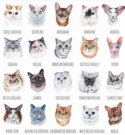 Warrior Cat Cat Breeds Chart - Pets Lovers