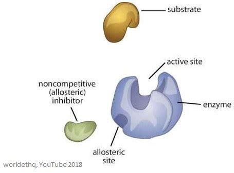 Allosteric Enzymes | Facts, Summary & Definition | Chemistry Revision