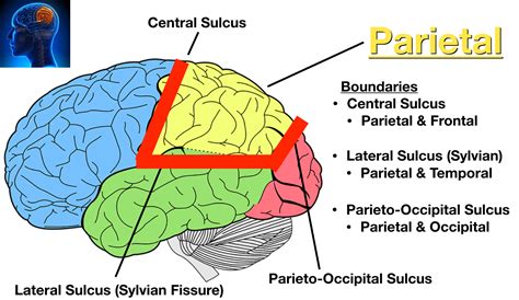 Lobes of the Brain: Cerebral Cortex Anatomy, Function, Labeled Diagram ...