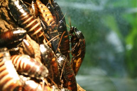 What are the signs of a cockroach infestation? - Exterminatorhamilton.ca