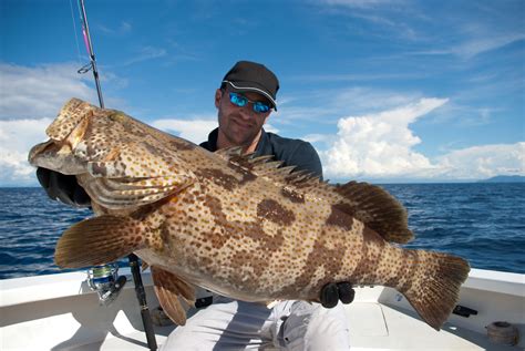 What Are Goliath Groupers? | Wonderopolis