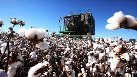 How Cotton Processing in Factory, Cotton Cultivation,Cotton Farming and ...