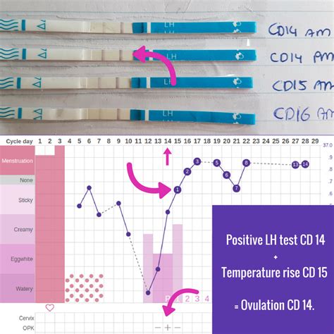 How to use cheap ovulation tests: LH strips | Ingefleur Fertility Homeopath