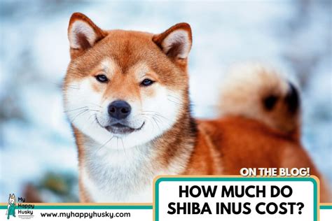 How Much Do Shiba Inus Cost: (2024 Price Guide) – My Happy Husky