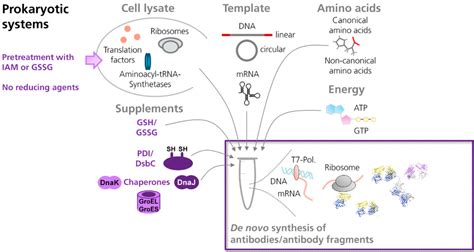 Antibodies | Free Full-Text | Cell-Free Synthesis Meets Antibody ...