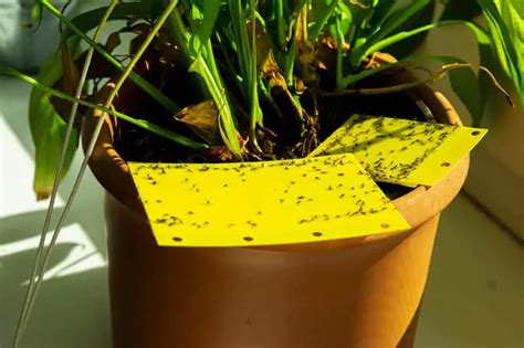 How to Get Rid of Gnats in Houseplants? (5 Easy Tricks) - Cutting Edge ...