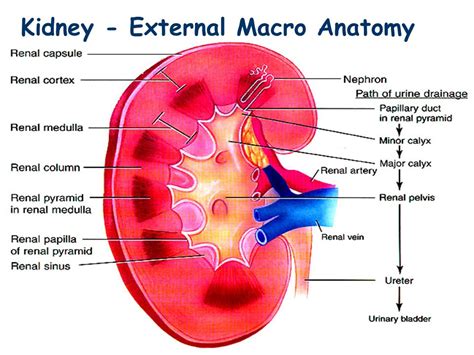 MEDICINE: RENAL AGENESIS