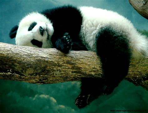 Baby Pandas Sleeping In Crib | Wallpapers Gallery