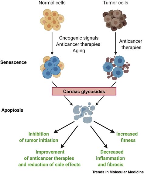 Cardiac Glycosides as Senolytic Compounds: Trends in Molecular Medicine