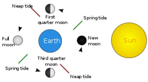 newtonian gravity - The role of the Sun in spring and neap tides ...