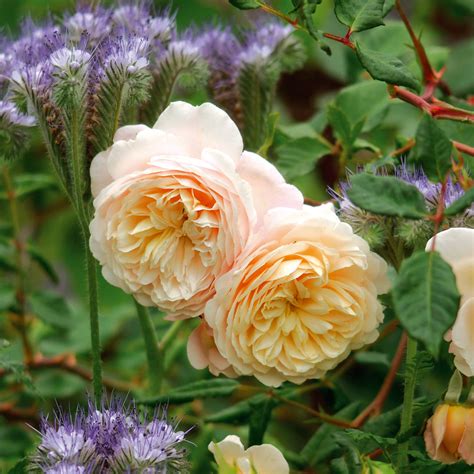 Crocus Rose | English Shrub Rose | David Austin Roses