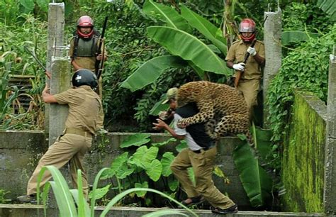 Leopard attacks in India