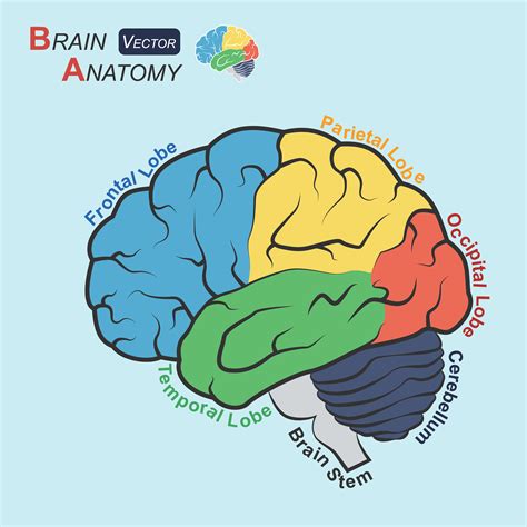 Brain Anatomy Flat Design Frontal Lobe Temporal | Free Nude Porn Photos