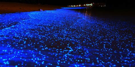 Sea of Stars on Vaadhoo Island, Maldives (Must See Blue Lights)